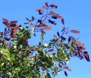 Julbernardia globiflora. Photo: Bart Wursten. Source: Flora of Zimbabwe