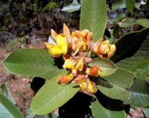 Eriosema ellipticum. Photo: Bart Wursten. Source: Flora of Zimbabwe