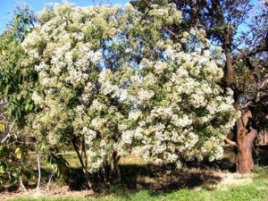 Vernonia amygdalina. Photo: Mke Bingham. Source: Flora of Zimbabwe