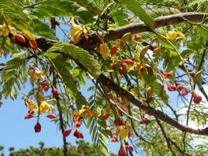 Tamarindus indica. Photo: T. Rulkens. Source: Flora of Zimbabwe