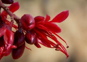 Schotia brachypetala. Photo: P. English. Source: Flora of Zimbabwe.