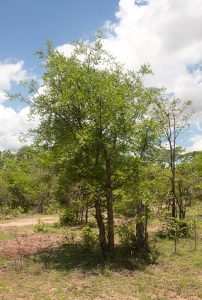 Commiphora ugogensis. Photo: Bart Wursten. Source: Flora of Zimbabwe.