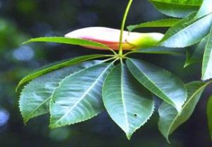 Digitate leaves of the Brazil Kapok, Botanic Garden. Photo: Ryan Truscott.