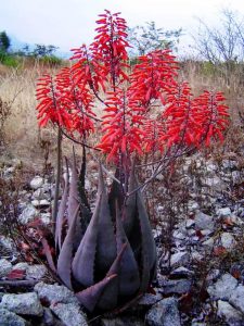 Aloe chabaudii,. Photo: Bart Wursten. Source: Flora of Zimbabwe