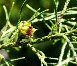 Widdringtonia nodiflora. Photo: Bart Wursten. Source: Flora of Zimbabwe