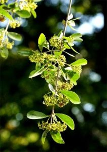 Cassine transvaalensis. Photo: Bart Wursten. Source: Flora of Zimbabwe