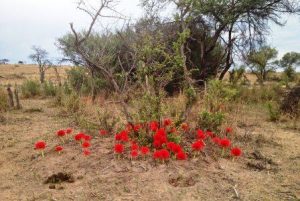 Scadoxus multiflorus. Photo: Bart Wursten: Source: Flora of Zimbabwe