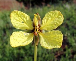 Tylosema fassoglense . Photo: Mark Hyde. Source: Flora of Zimbabwe