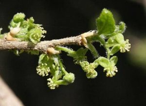 Erythrococca trichogyne. Photo: Bart Wursten. Source: Flora of Zimbabwe