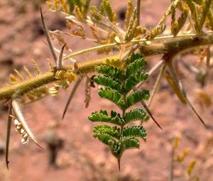Acacia stuhlmannii. Photo: R. Burrett. Source: Flora of Zimbabwe.