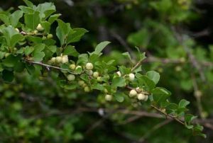 Flueggea virosa (the Snowberry tree. Photo: Bart Wursten. Source: Flora of Zimbabwe