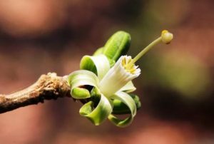Turraea nilotica. Photo: Bart Wursten. Source: Flora of Zimbabwe