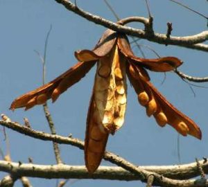 Entandrophragma caudatum. Photo: Bart Wursten. Source: Flora of Zimbabwe