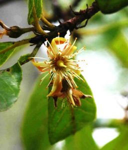 Monotes glaber. Photo: Bart Wursten. Source: Flora of Zimbabwe