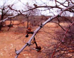 Acacia senegal var. leiorhachis. Photo: Bart Wursten. Source: Flora of Zimbabwe