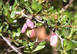 Terminalia randii. Photo: Bart Wursten. Source: Flora of Zimbabwe