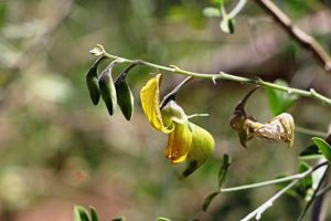 Crotalaria pallidicaulis. Photo: Mark Hyde. Source: Flora of Zimbabwe