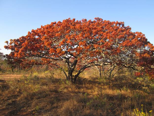 235-tree-society-of-zimbabwe