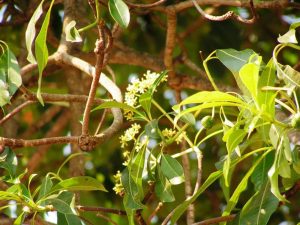 Rauvolfia caffra. Photo: Jos Stevens. Source: Flora of Zimbabwe