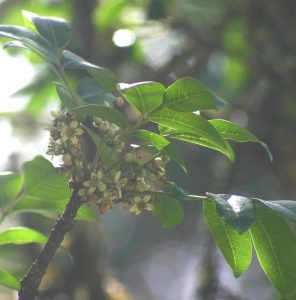Ekebergia capensis. Photo: Bart Wursten. Source: Flora of Zimbabwe