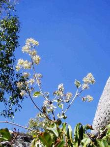 Buddleia pulchella. Photo: Mark Hyde. Source: Flora of Zimbabwe