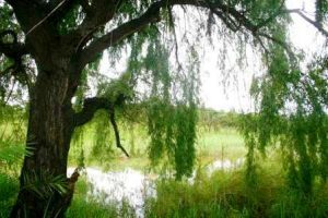 Salix babylonica. Photo: Bart Wursten. Source: Flora of Zimbabwe