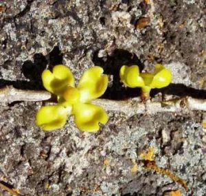 Garcinia buchananii. Photo: Mark Hyde Source: Flora of Zimbabwe