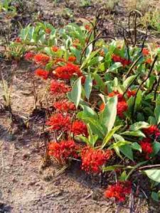 Combretum platypetalum. Photo: Bart Wursten. Source: Flora of Zimbabwe