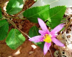 Grewia occidentalis. Photo:Bart Wursten. Source: Flora of Zimbabwe