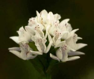 Brownleea galpinii. Photo: Bart Wursten. Source: Flora of Zimbabwe
