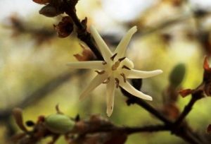 Sericanthe andongensis. Photo: Bart Wursten. Source: Flora of Zimbabwe