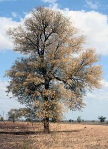 Acacia nigrescens. Photo: Petra Ballings. Source: Flora of Zimbabwe