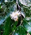 Rawsonia lucida. Photo: Bart Wursten. Source: Flora of Zimbabwe