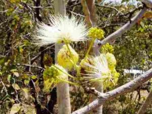 Albizia tanganyicensis. Photo: Mark Hyde. Source: Flora of Zimbabwe