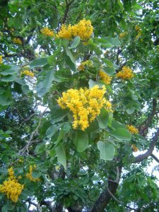 Pterocarpus rotundifolius. Photo: B. Wursten. Source: Flora of Zimbabwe.