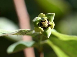 Friesodielsia obovata. Photo: Bart Wursten. Source: Flora of Zimbabwe