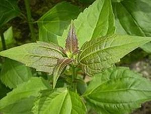 Chromolaena odorata. Photo: Wikipedia