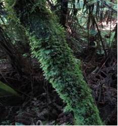 Many of the trees had a variety of fern and moss growth. Photo: Jenny Mackay