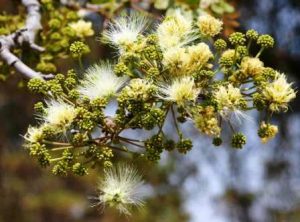 Albizia antunesiana. Photo: Bart Wursten. Source: Flora of Zimbabwe