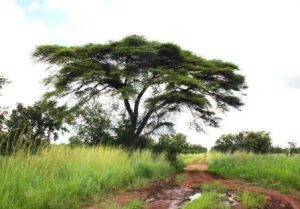 Acacia tortilis. Photo: Bart Wursten. Source: Flora of Zimbabwe