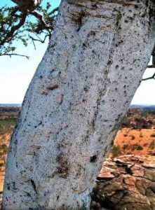Boscia albitrunca. Photo: Bart Wursten. Source: Flora of Zimbabwe