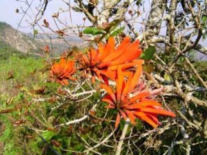 Erythrina lysistemon. Photo: Bart Wursten. Source: Flora of Zimbabwe
