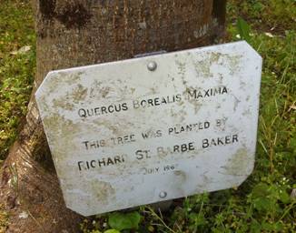 Tree planted by St Barbe Baker (Image WikiCommons)