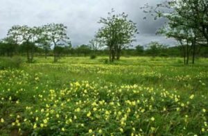 Carpets of yellow Tribulus zeyheri. Photo: Petra Ballings. Source: Flora of Zimbabwe