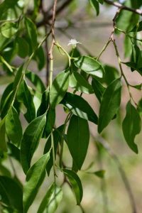 Olax obtusifolia. Photo: Bart Wursten. Source: Flora of Zimbabwe
