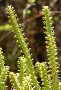 Euphorbia griseola flowers. Photo: Bart Wursten. Source: Flora of Zimbabwe