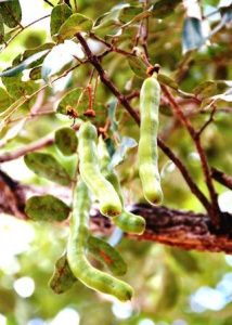 Swartzia madagascariensis, snake bean. Photo: Stephaan Dondeyne; Source: Flora of Zimbabwe
