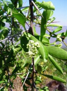 Mytenus hererophylla. Photo: Bart Wursten. Source: Flora of Zimbabwe