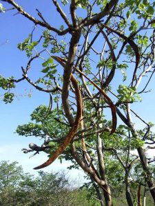 Markhamia acuminata. Photo: Bart Wursten. Source: Flora of Zimbabwe