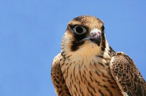 Lanner Falcon, Falco biamicus, Photo: Wikipedia